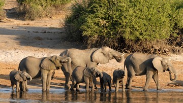 Gajah di Kenya Mati Diduga Keracunan Pestisida