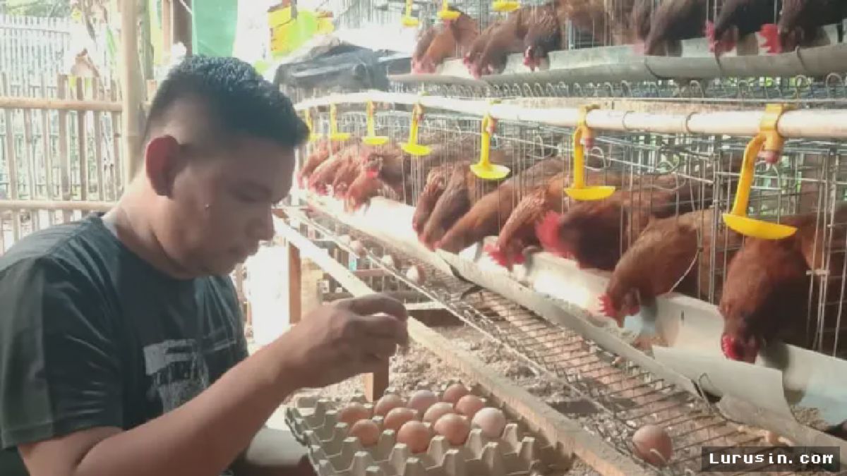 Peternak Pemalang Bagikan Kunci Sukses Pelihara Ayam Petelur