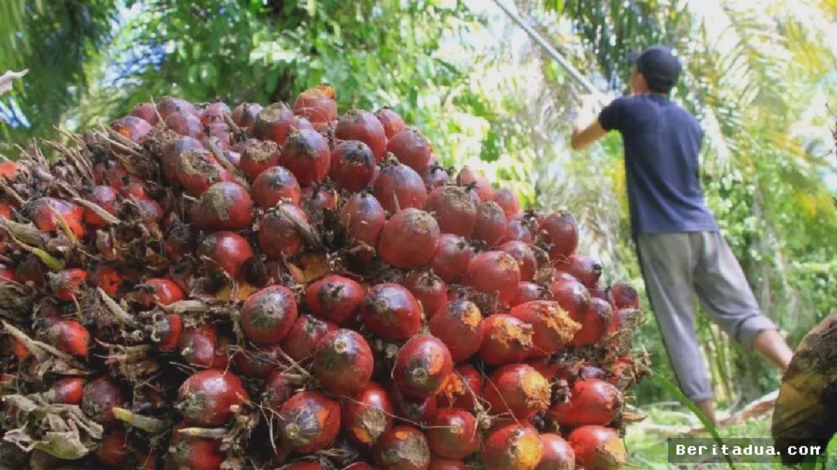 Pontianak — Kalbar Tuntut Formula Baru Dana Bagi Hasil Sawit