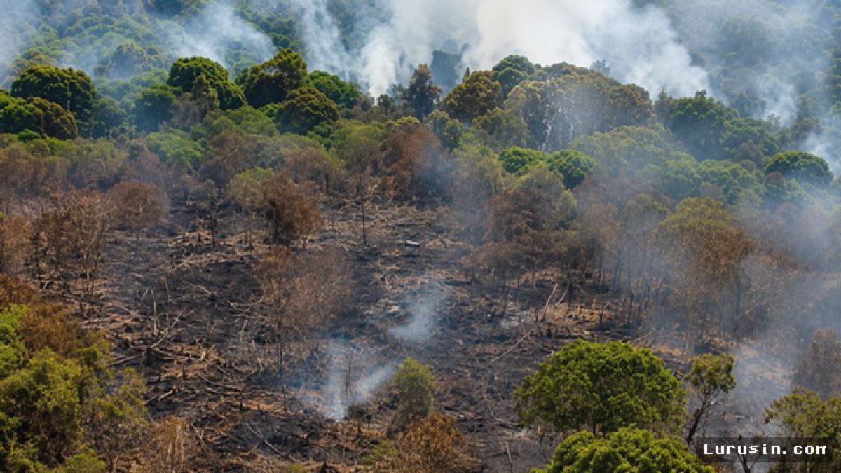Helikopter Water Bombing Dikerahkan BNPB untuk Padamkan Karhutla Kotim