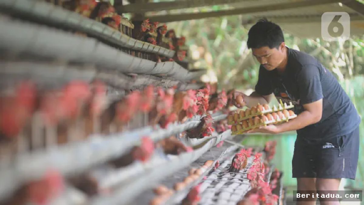 Bogor — Harga Telur Ayam Naik Jelang Perayaan Natal dan Tahun Baru