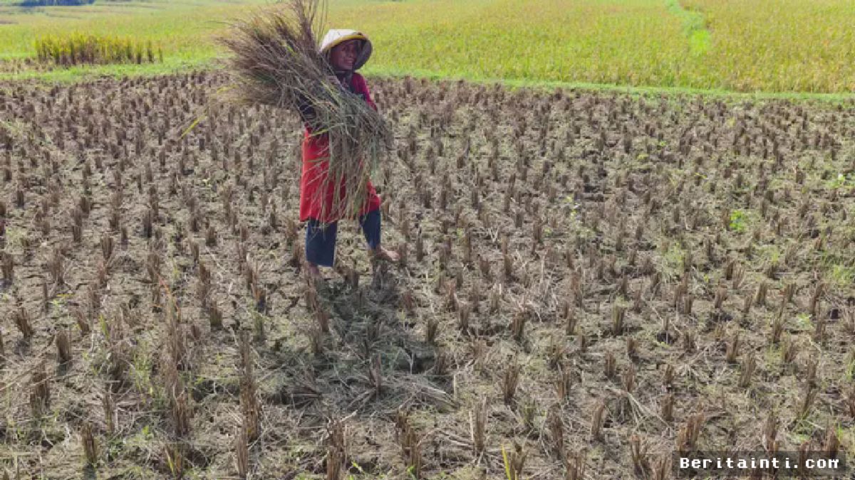 Jonggol – Puluhan Hektare Sawah Gagal Panen Diterjang Wereng