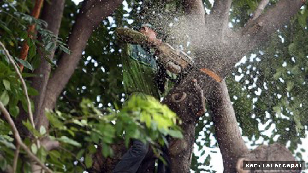 Lima Warga Bandung Didenda Rp100 Juta karena Penebangan Pohon Ilegal