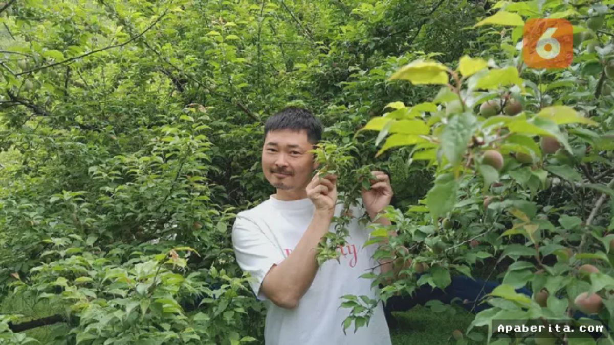 Wakayama, Jepang — Menilik Proses Produksi Umeshu di Kebun Plum Arimoto