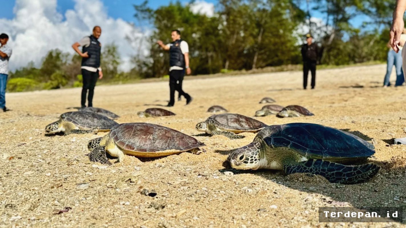 Denpasar — Penyu Hijau Sitaan Polda Bali Kembali ke Laut
