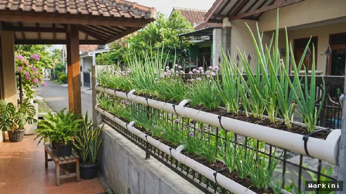 Tren Unik: Urban Farming Daun Bawang di Talang PVC