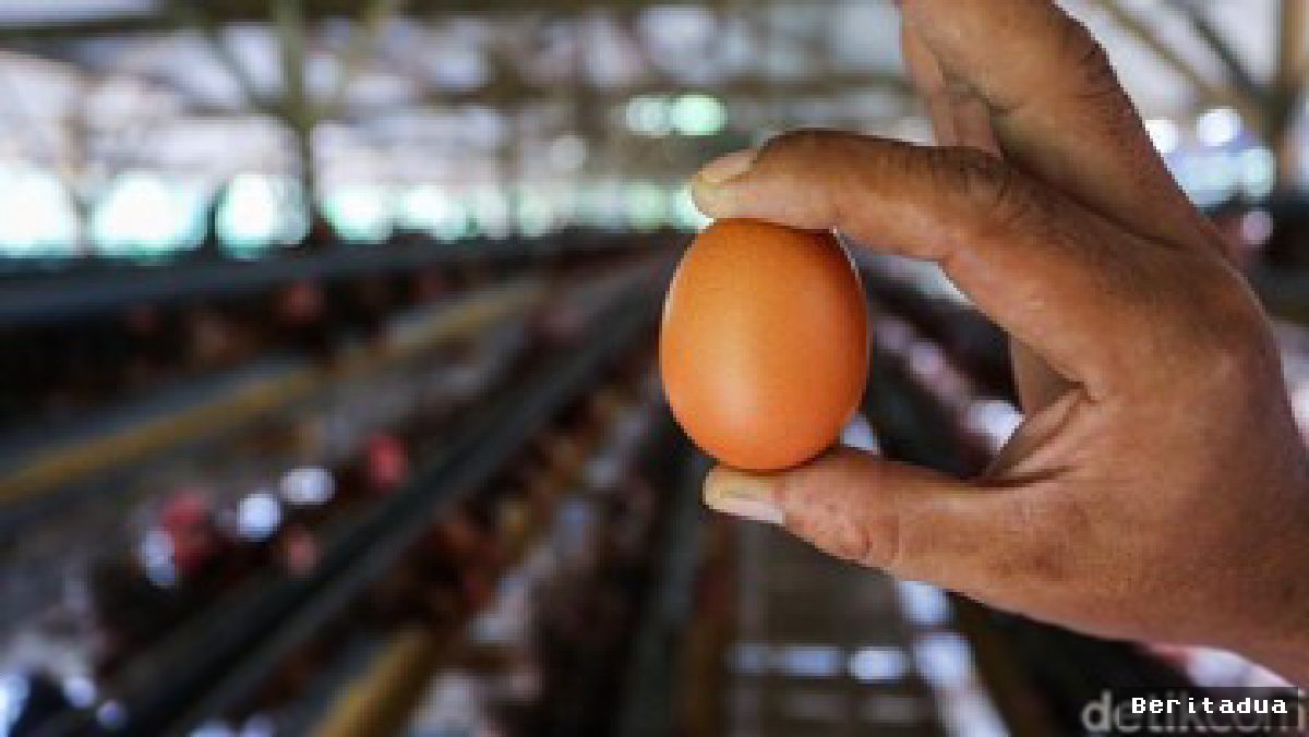 Harga Telur Peternak Anjlok, Pemerintah Lirik Pasar Singapura