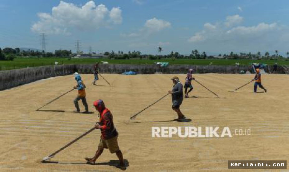 JAKARTA — Pakar: Petani Sebaiknya Jual Beras, Bukan Gabah