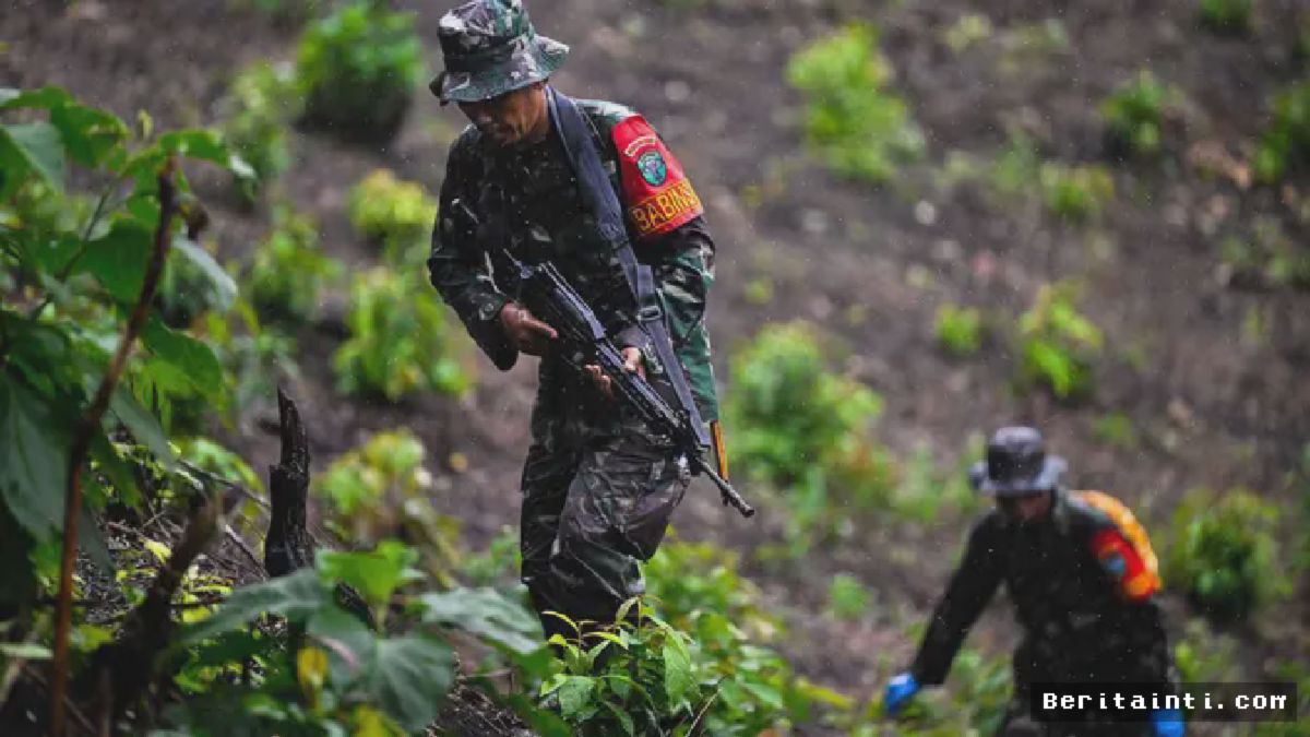 TNI Sita Ladang Ganja 2,5 Hektare di Indrapuri Aceh Besar
