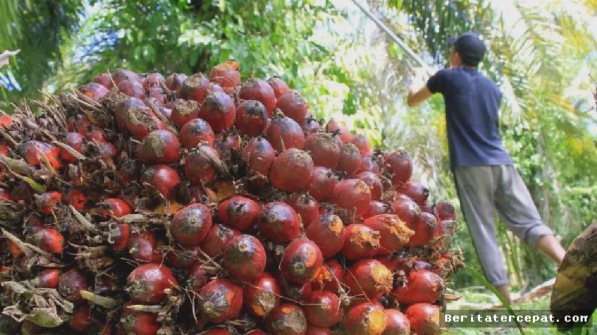 Ria Norsan Usulkan DBH Sawit Rp100 per Kg TBS untuk Kalbar