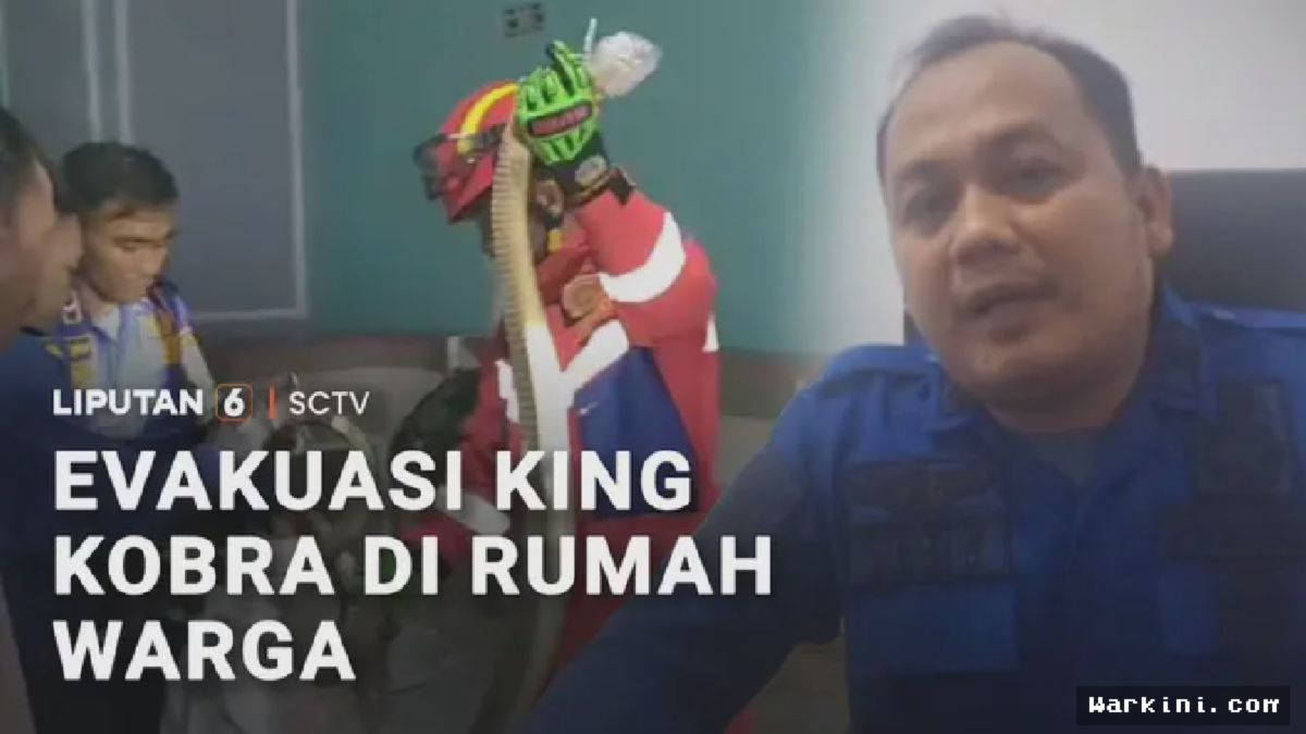 Pali, Sumsel — Evakuasi King Kobra 3 Meter di Ruang Tamu Bikin Geger