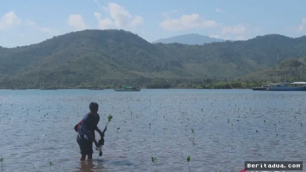 Penanaman Mangrove di Sumbawa, Solusi atau Sekadar Simbolis?