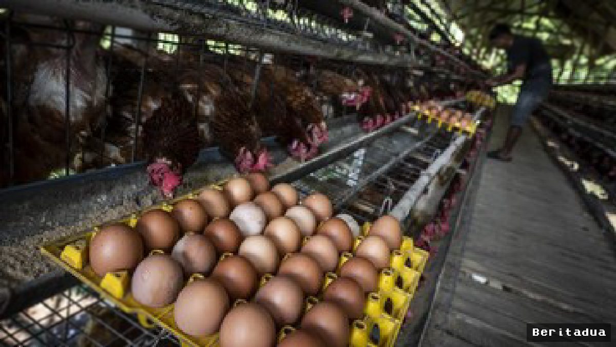 Harga Unggas Peternak Berangsur Pulih, Begini Data dan Analisanya