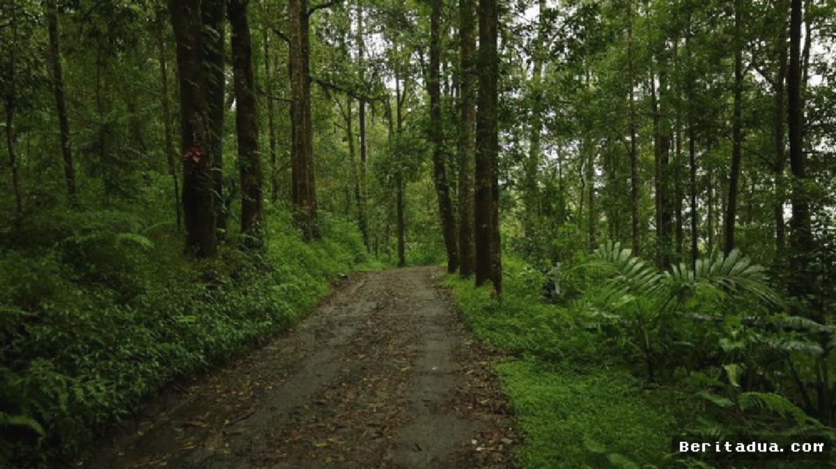 Raja Juli: Hutan Lestari dan Mesin Pertumbuhan Ekonomi Baru