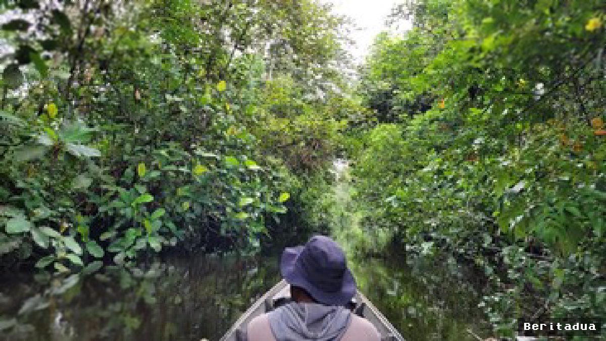 Peluang Karbon Hutan RI Dihargai Premium, Begini Persyaratannya