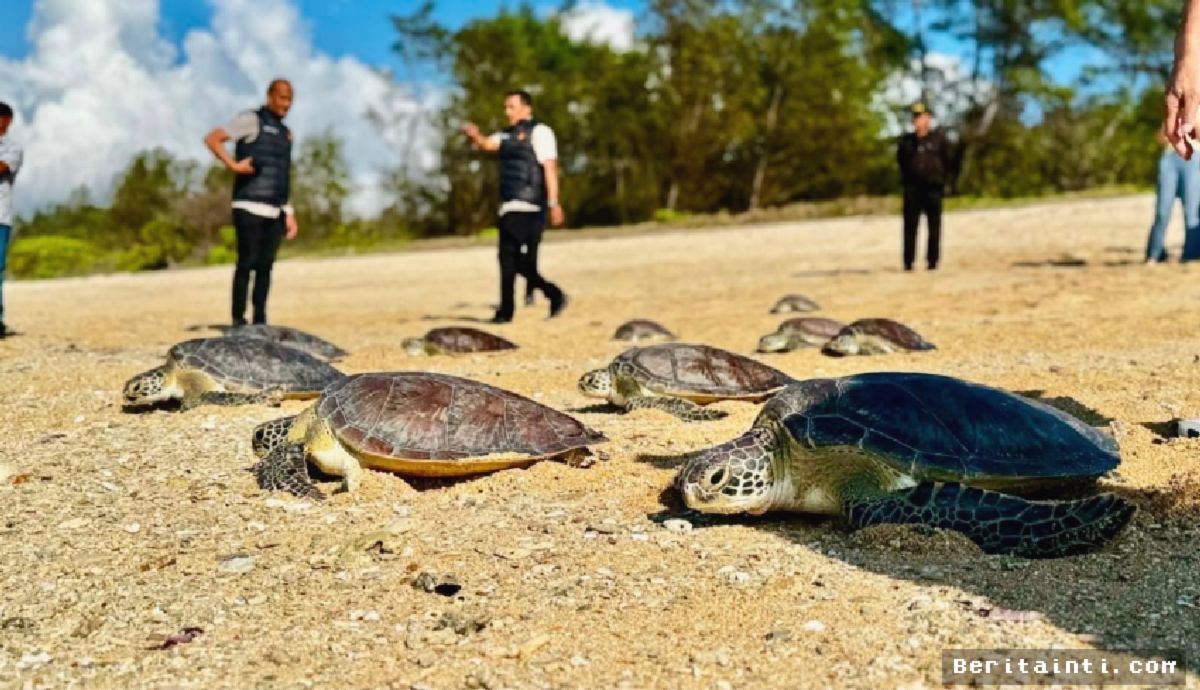 KEK Kura Kura Bali — 21 Penyu Hijau Dilepasliarkan