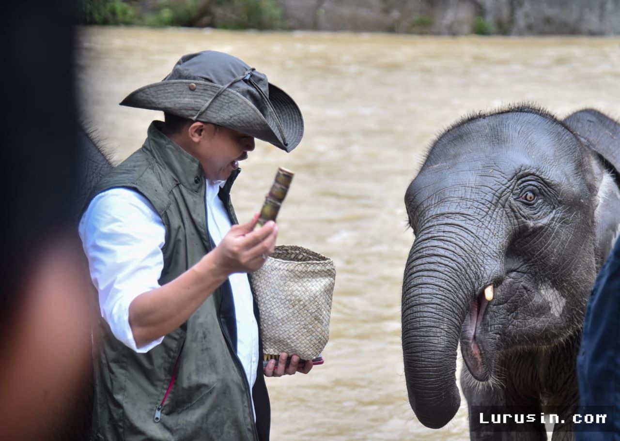 Menhut Raja Juli Dinilai Bangun Fondasi Baru Konservasi Gajah