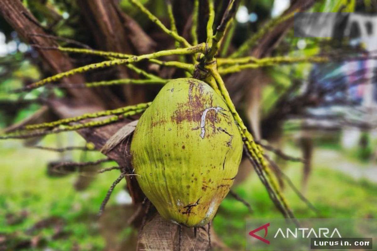 Pakar Farmakologi Ingatkan Bahaya Minum Obat Bersama Air Kelapa