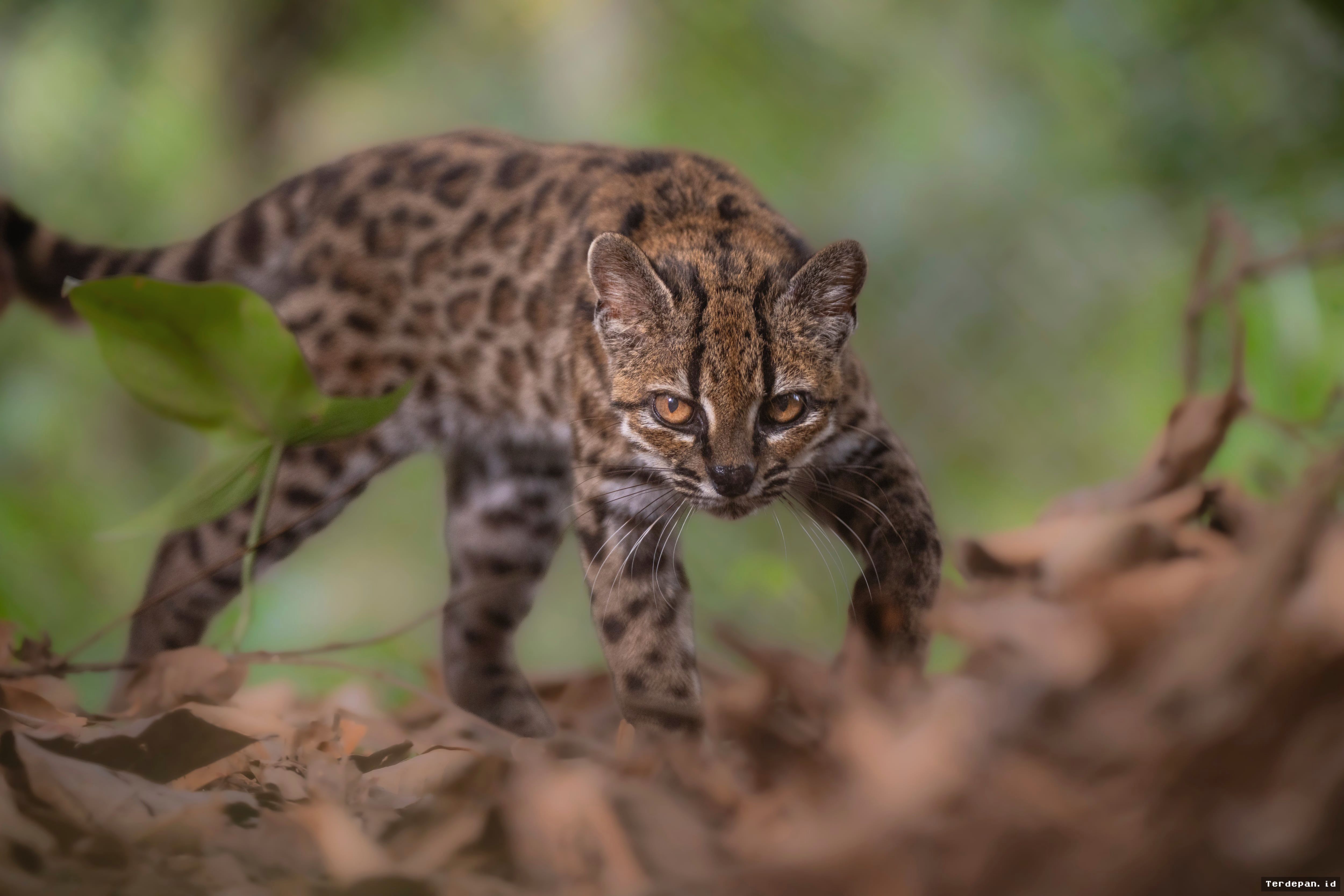 BOLIVIA — Peneliti Temukan Spesies Kucing Liar Baru di Yungas
