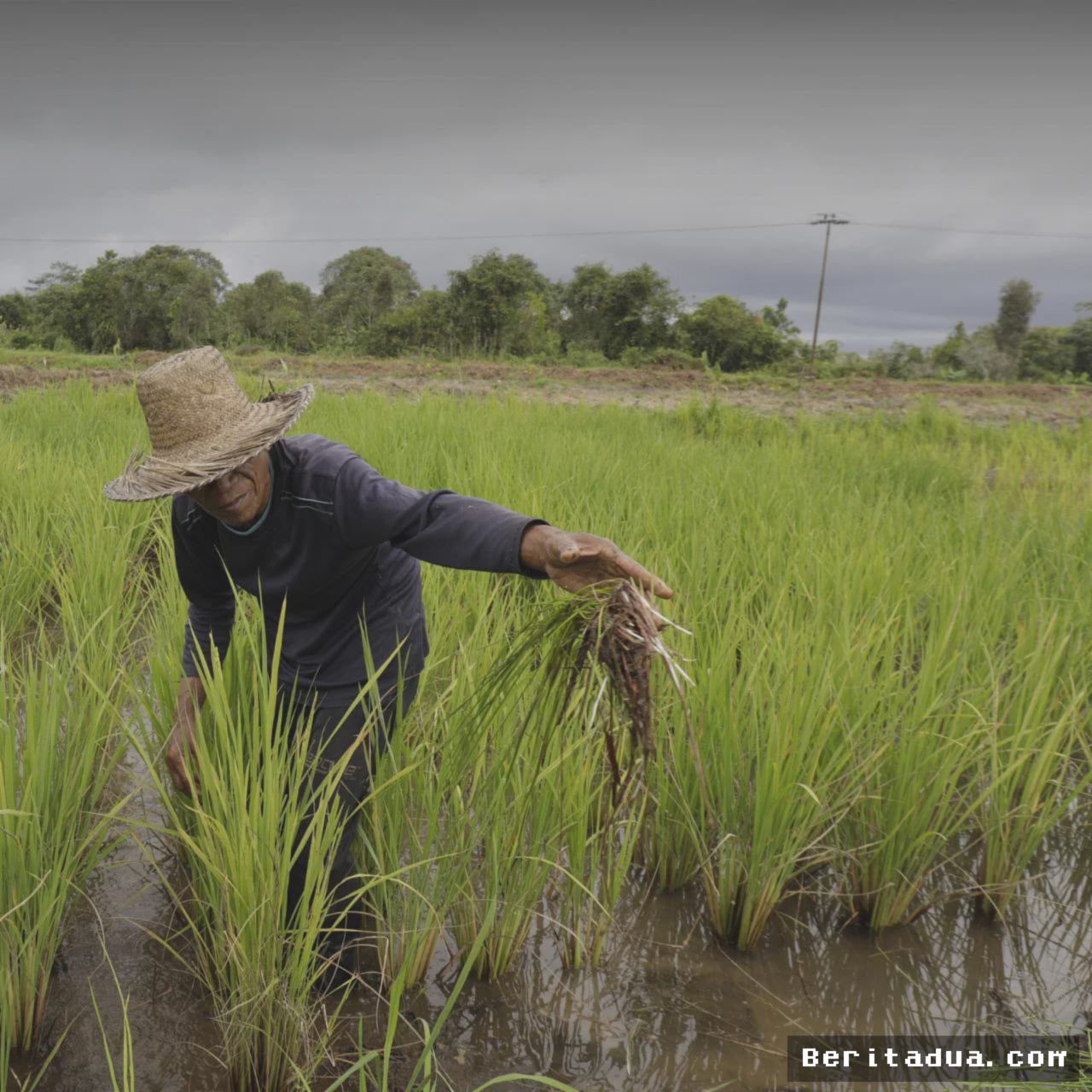 Jakarta — Kementan Siapkan Asuransi 100 Ribu Hektare Sawah Hadapi El Nino