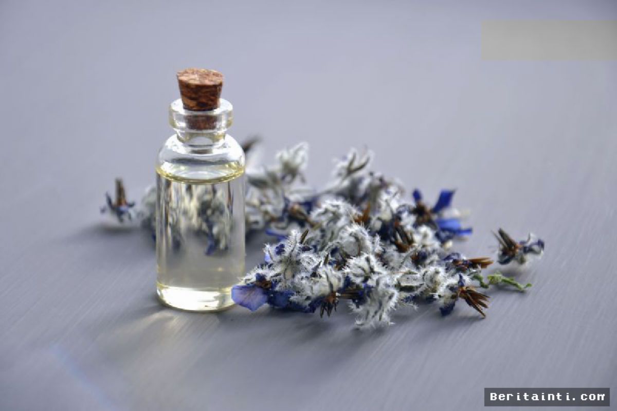 JAKARTA — Minyak Lavender Terbukti Efektif Tingkatkan Kualitas Tidur