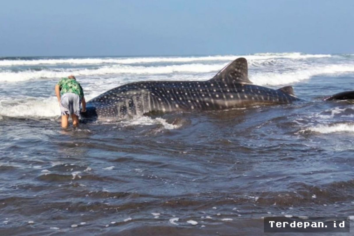 Seekor Hiu Paus Raksasa Terdampar di Pantai Pengeragoan Jembrana