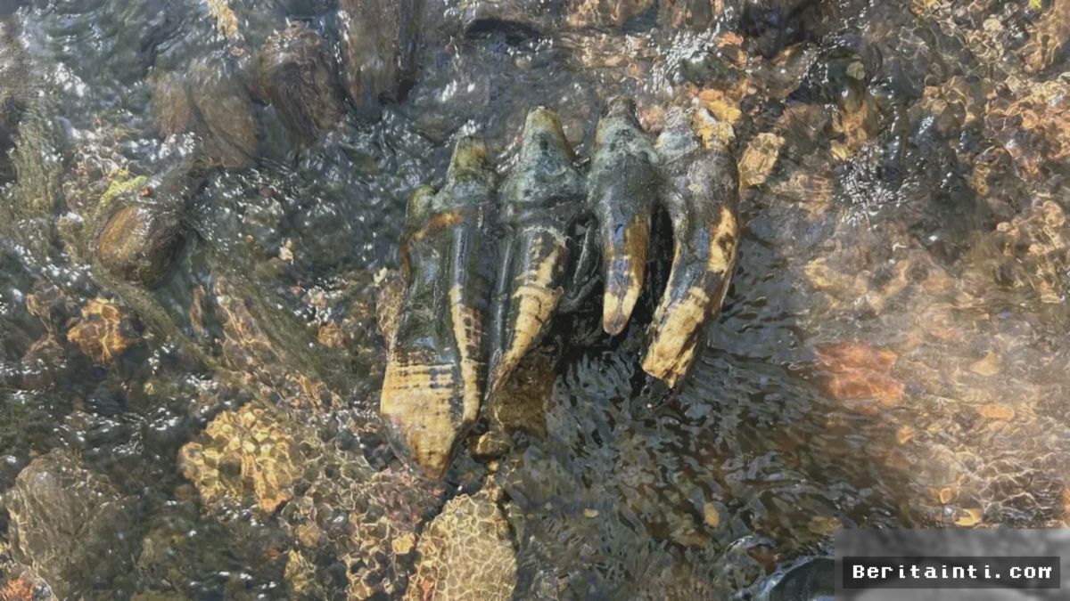 Peneliti Temukan Fosil Gigi Mastodon Berusia 10.000 Tahun di California
