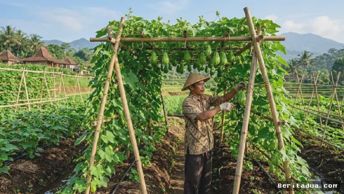 BOGOR — Petani Kembangkan Teknik Pengendalian Rambatan Labu Siam Produktif