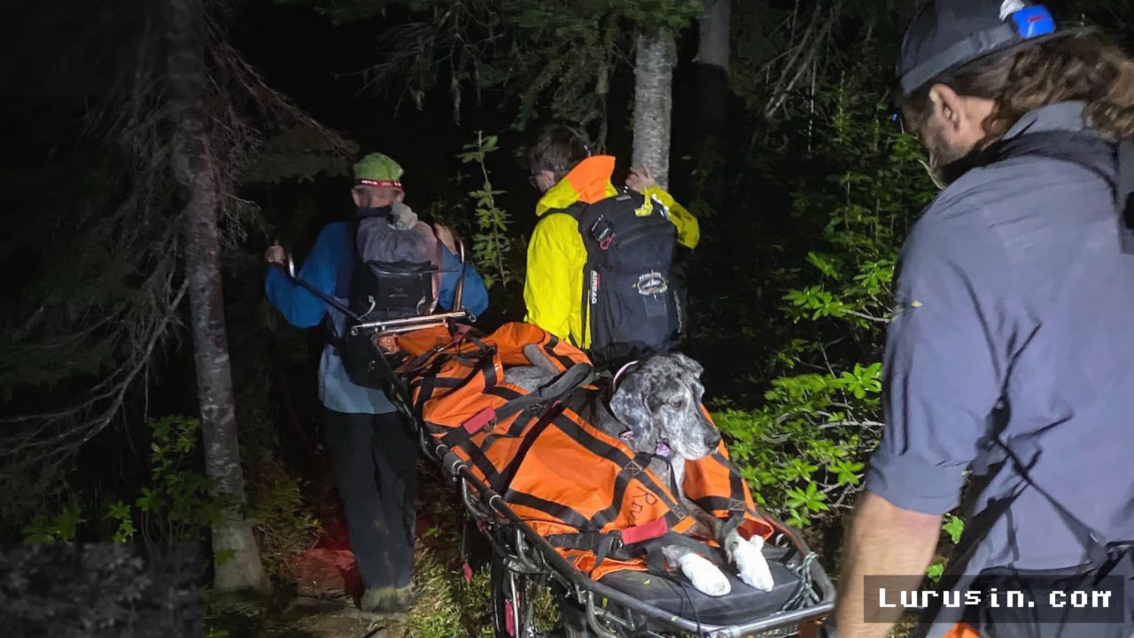 REVELSTOKE — Tim SAR Evakuasi Anjing Great Dane Tua dari Gunung Macpherson
