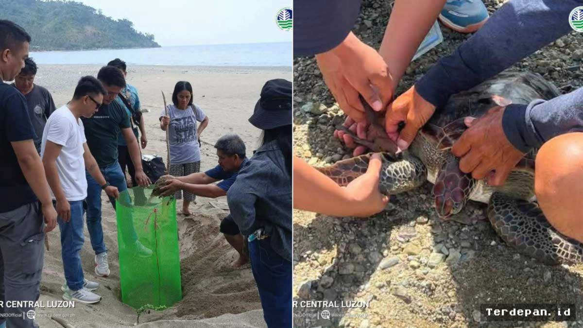 PILIPINA — DENR Perketat Perlindungan Sarang Penyu Hijau di Aurora
