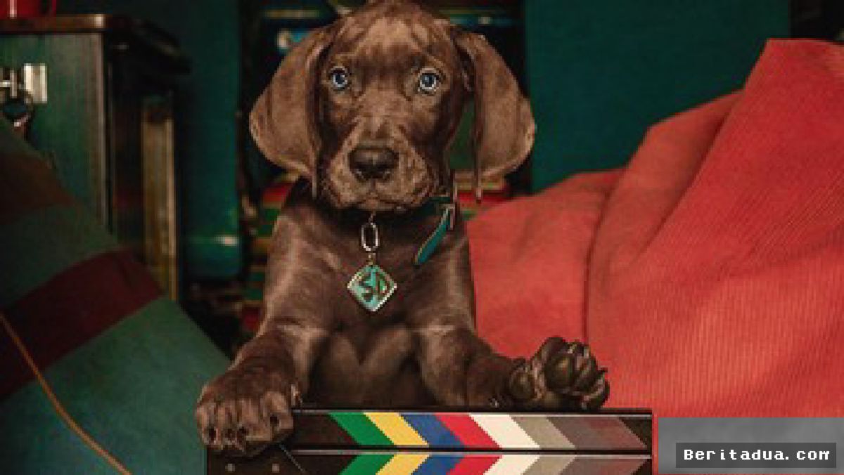 HOLLYWOOD — Serial Live Action Scooby-Doo Origins Syutingnya Resmi Rampung