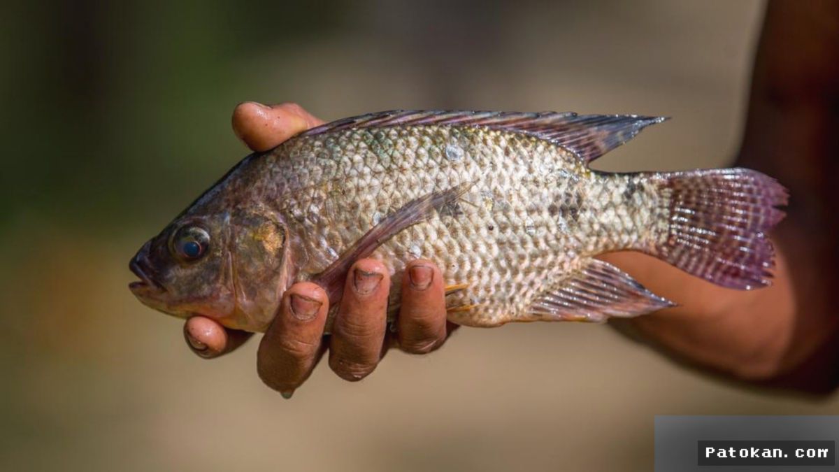 Thailand Tetapkan Status Darurat Akibat Invasi Ikan Nila Dagu Hitam