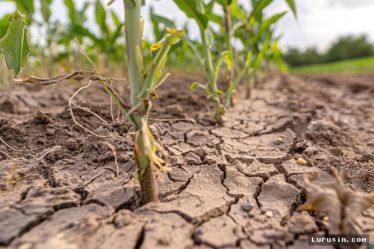 Krisis Air di Banaran Kulonprogo Lumpuhkan 52 Hektare Sawah