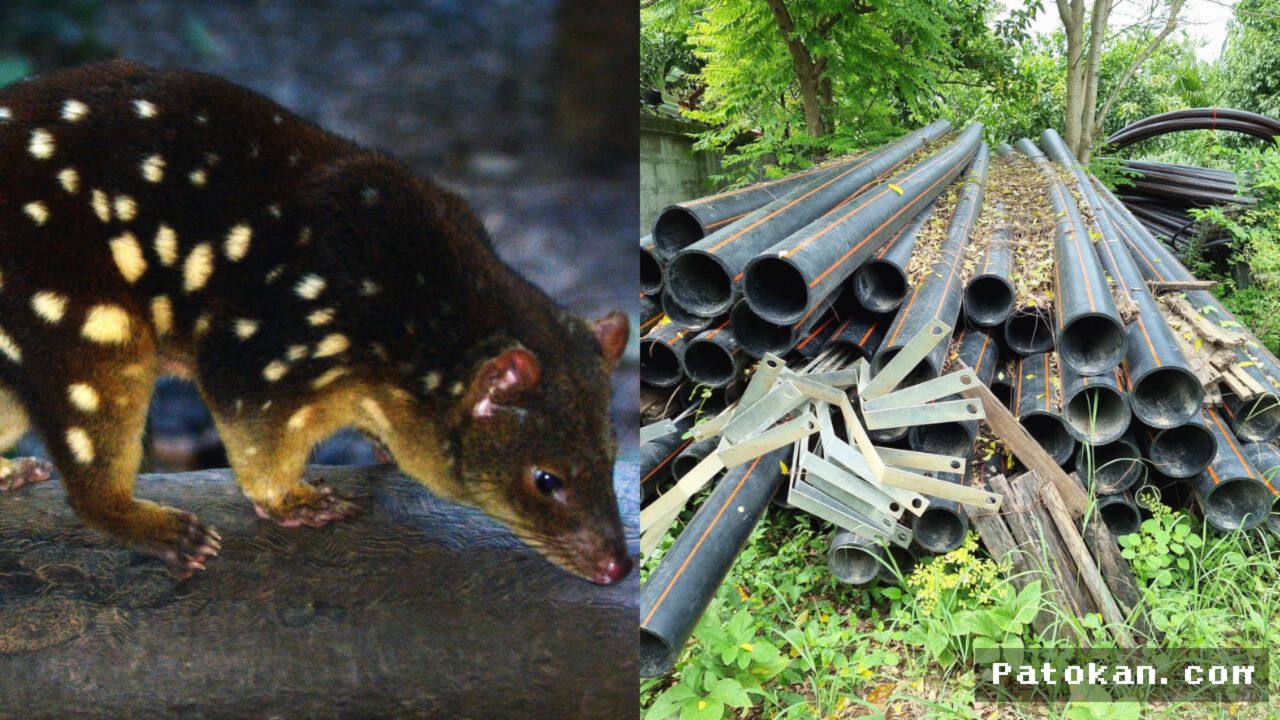 Australia Sulap Pipa Tambang Bekas Jadi Rumah Quoll Utara