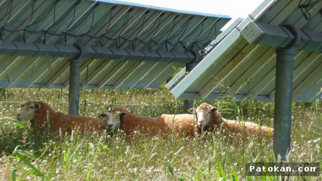Petani Texas Ubah Kerugian Rp3,1 Miliar Jadi Keuntungan Lewat Peternakan Domba