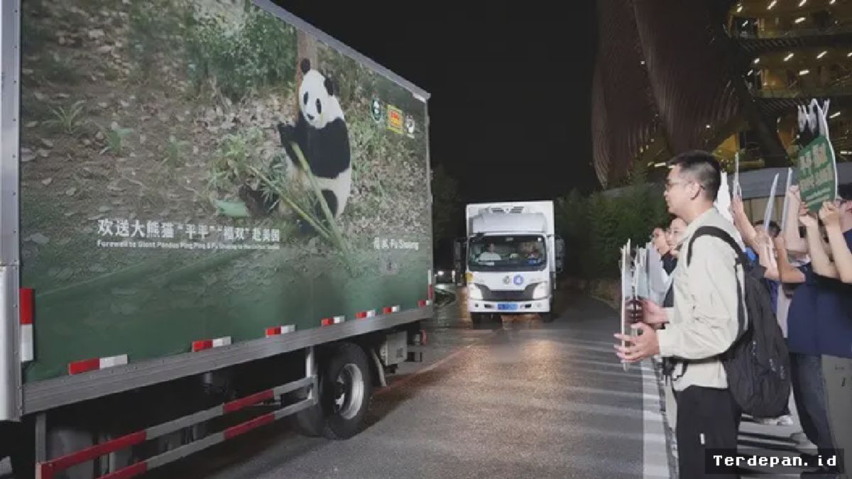 Sepasang Panda Raksasa Chengdu Berangkat Menuju Lokasi Baru
