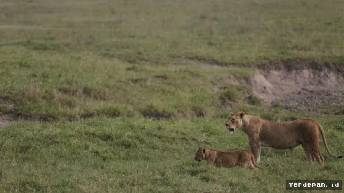 Tanzania — Populasi Singa Ngorongoro Naik Tajam Hadapi Tekananizou Turis