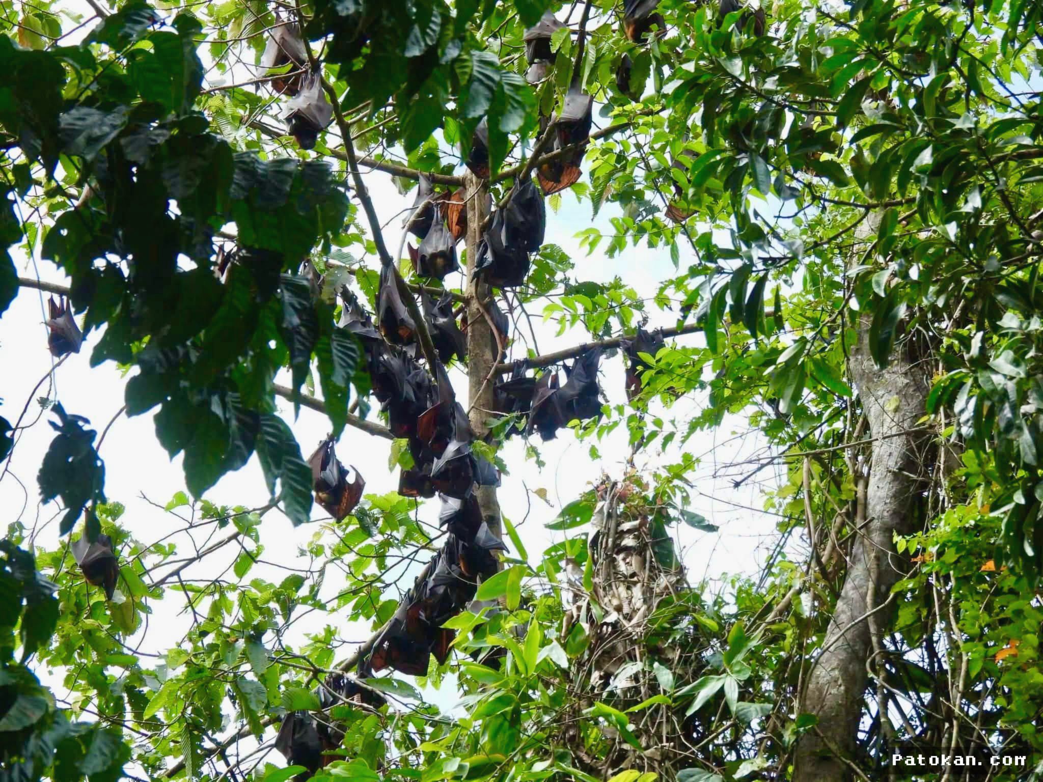 Filipina — Peneliti Temukan Kelelawar Raksasa Terancam Punah di Apayao