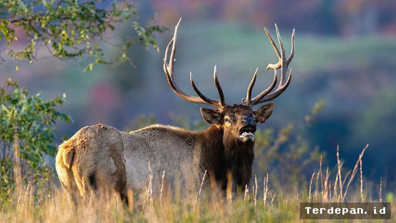 Populasi Rusa Elk di Virginia Barat Melonjak, Sektor Ekowisata Tumbuh Pesat