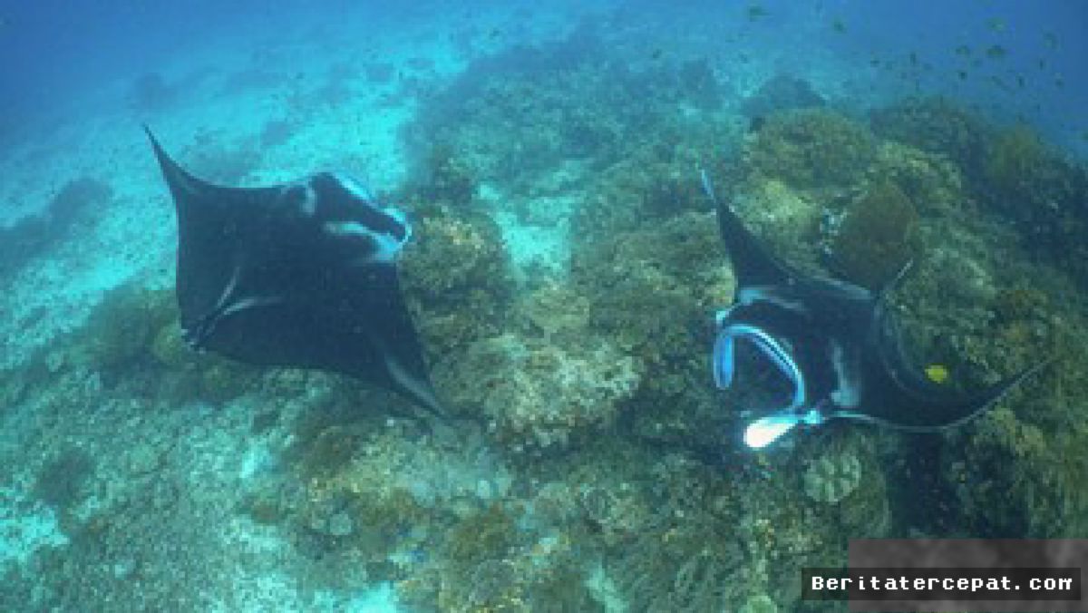 RAJA AMPAT — Pemerintah Siapkan Manta Impact Bond Lindungi Populasi Pari