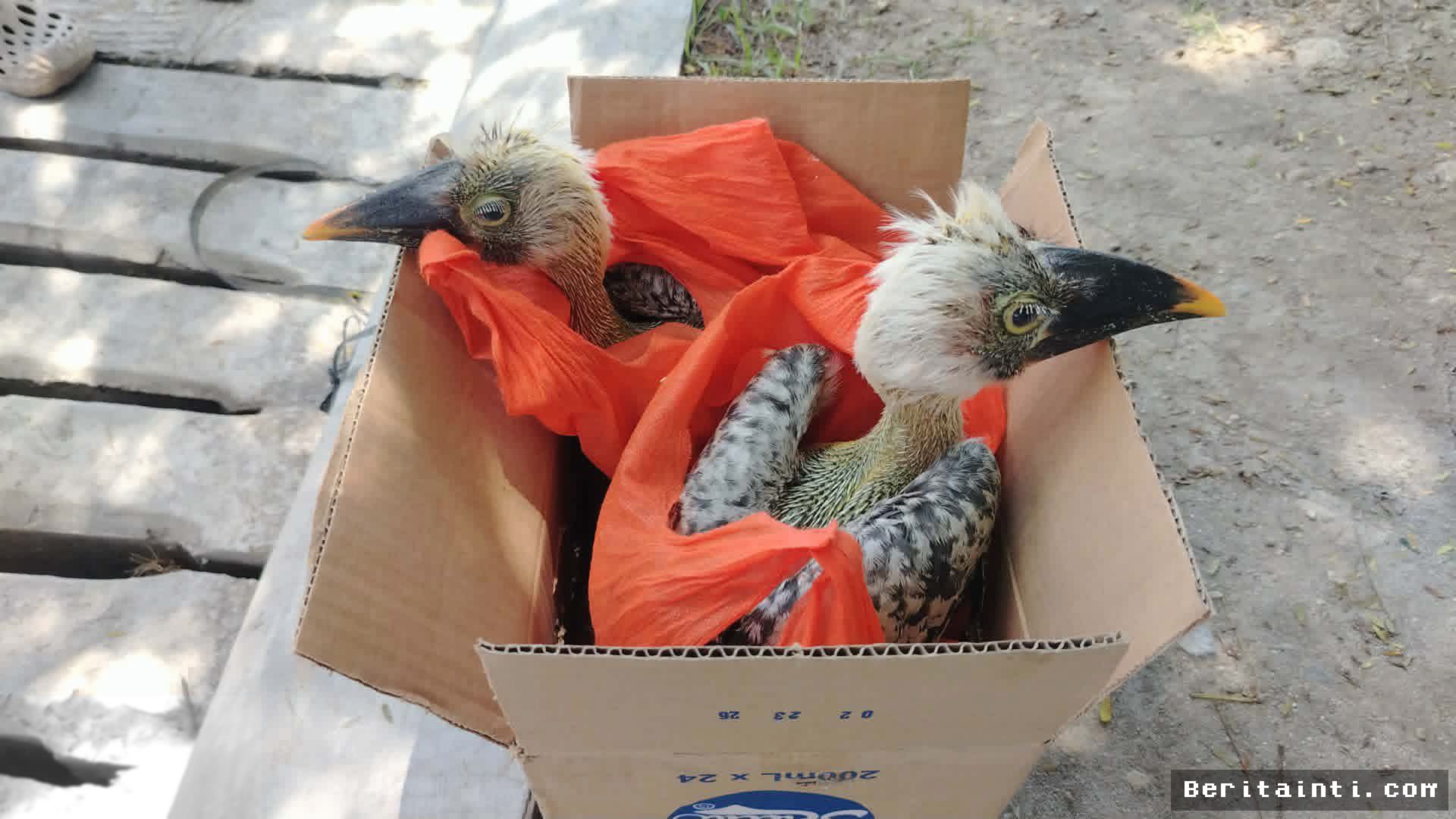 DENR Filipina Sita 339 Satwa Liar Hasil Perdagangan Ilegal