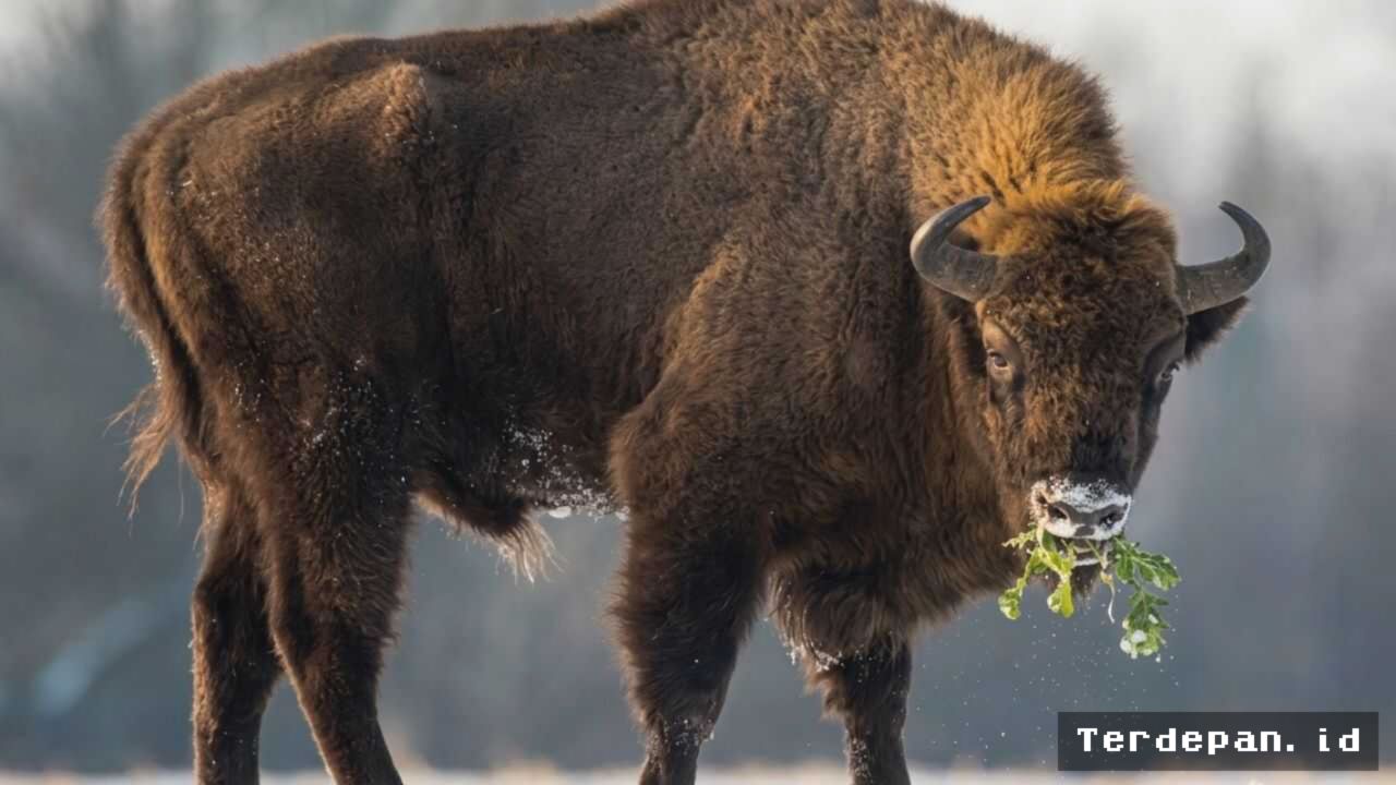 Populasi Bison Pulihkan Keanekaragaman Hayati Padang Rumput Kansas hingga 103 Persen