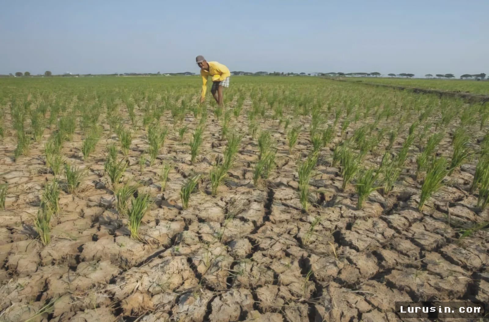 Tangerang: El Nino Godzilla Ancam 311 Hektare Sawah Gagal Panen