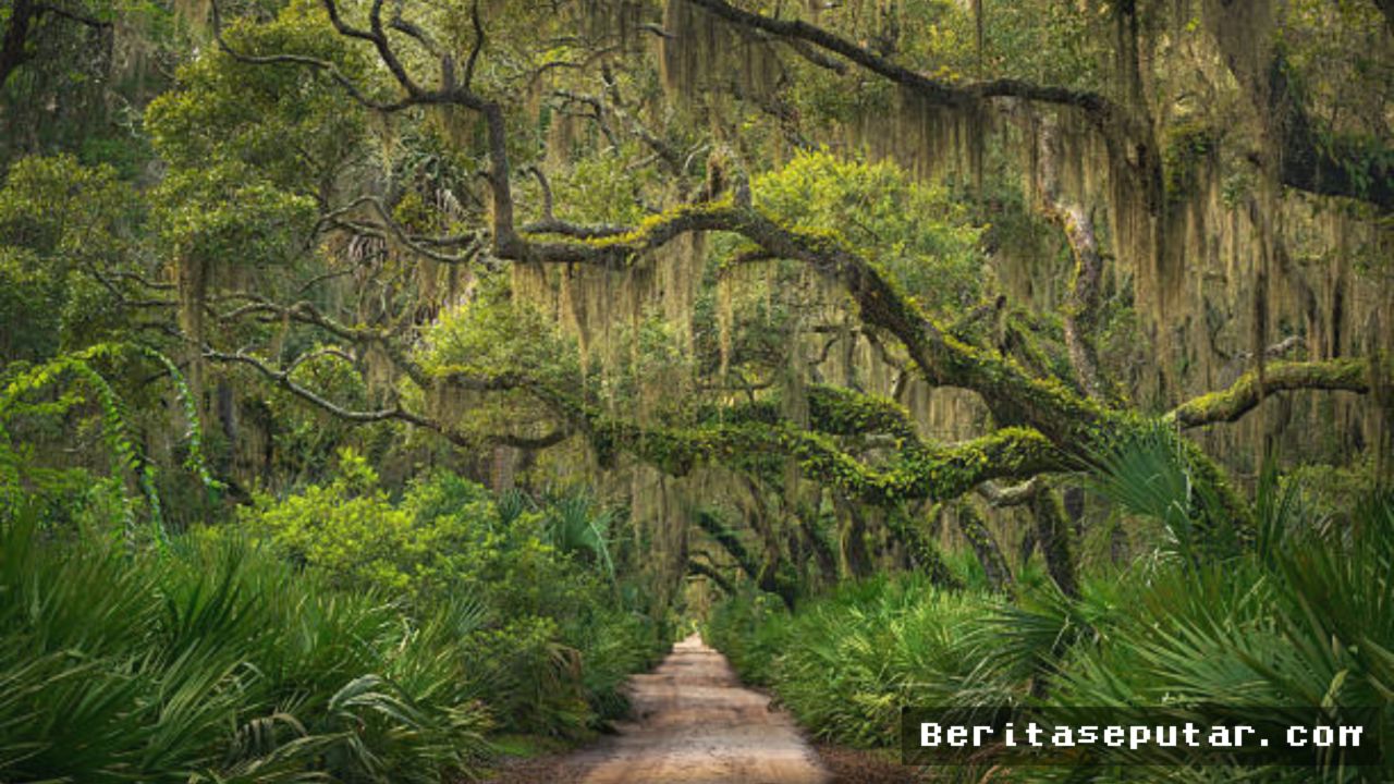 AS Pertimbangkan Tukar Guling Lahan di Pulau Cumberland Georgia