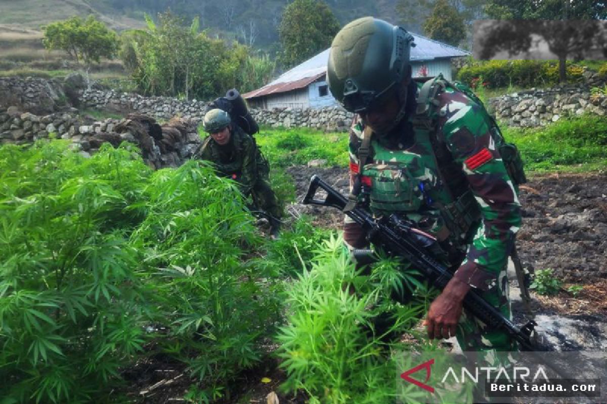 TNI Sita 21.400 Batang Ganja Diduga Milik OPM di Papua