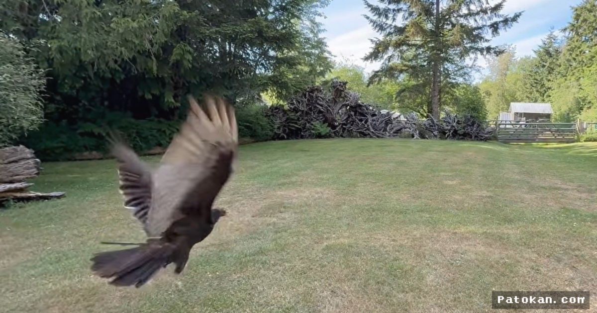 KANADA — Burung Hering Kembali ke Alam Usai Selamat dari Kecelakaan