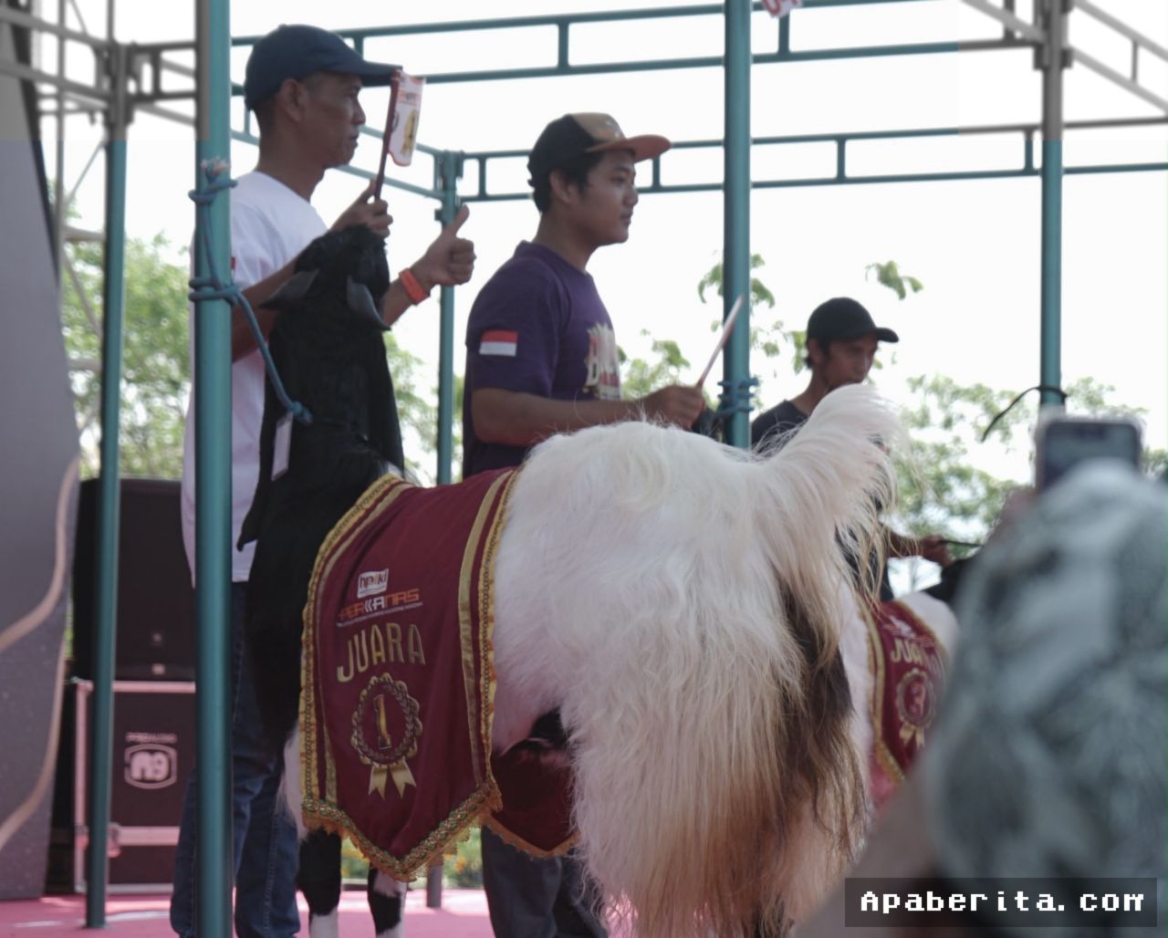 KULON PROGO — Ratusan Kambing Kaligesing Perebutkan Piala Raja Sultan HB X