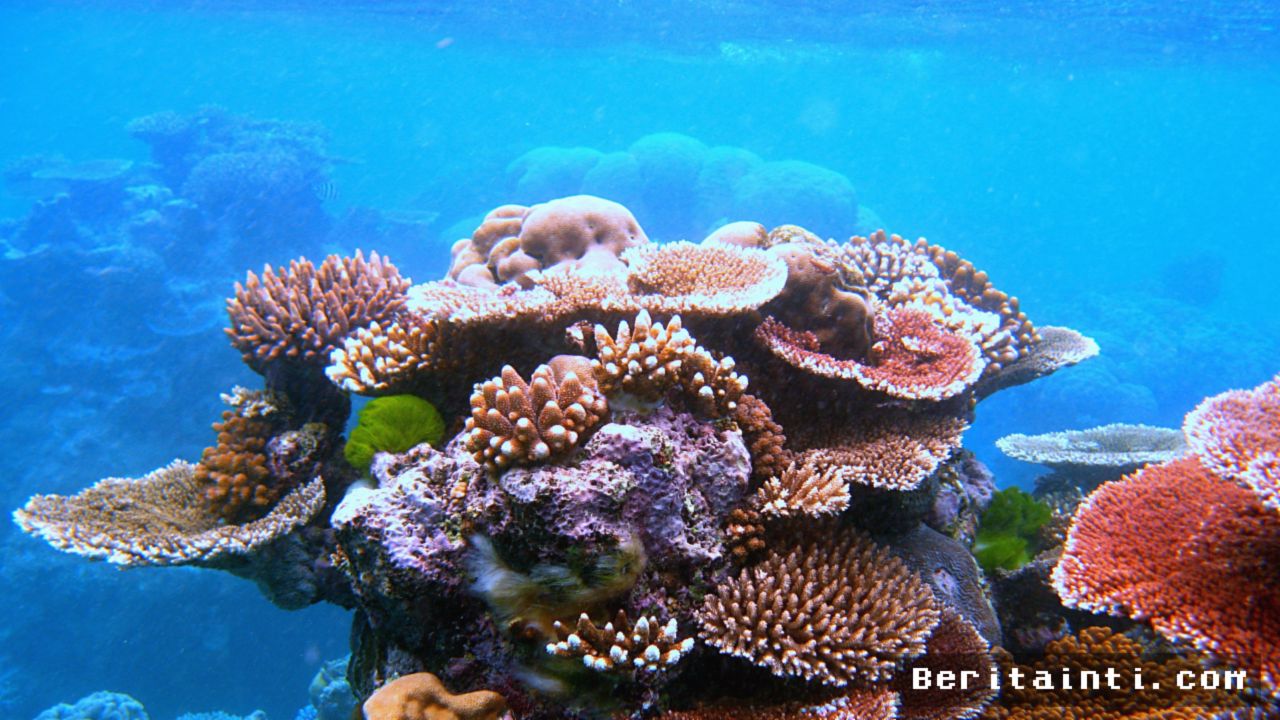 BELIZE — Biolog Lisa Carne Berhasil Pulihkan 100 Ribu Terumbu Karang