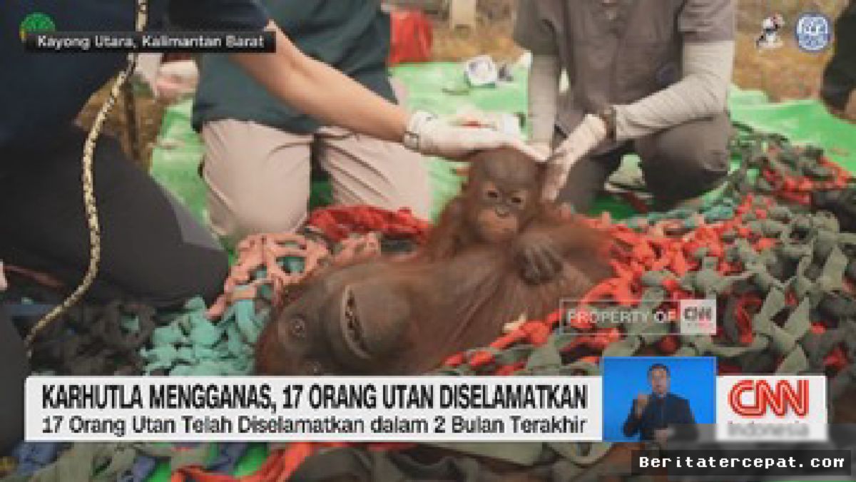 KALBAR — Tim Gabungan Berhasil Menyelamatkan 17 Orangutan dari Karhutla
