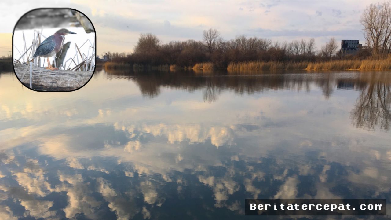 BUFFALO — Tifft Nature Preserve Sulap Tempat Sampah Jadi Suaka Burung